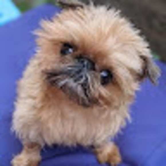 Meet your Posher, M - Picture 1 of 1